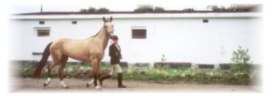 Welcome to the Akhal-Teke farm!