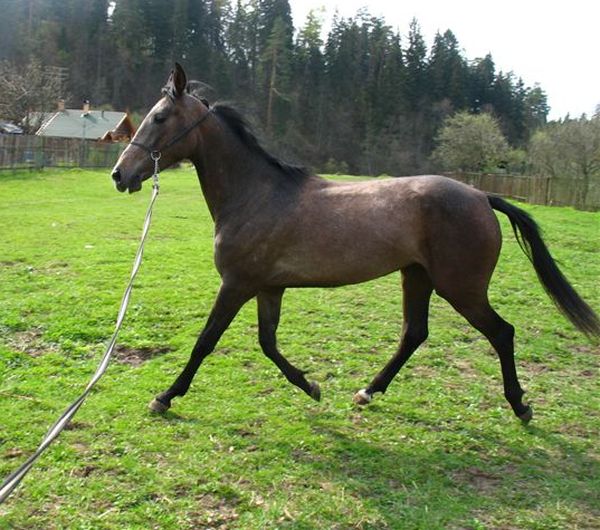 Drakka