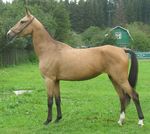 Filly Taiga